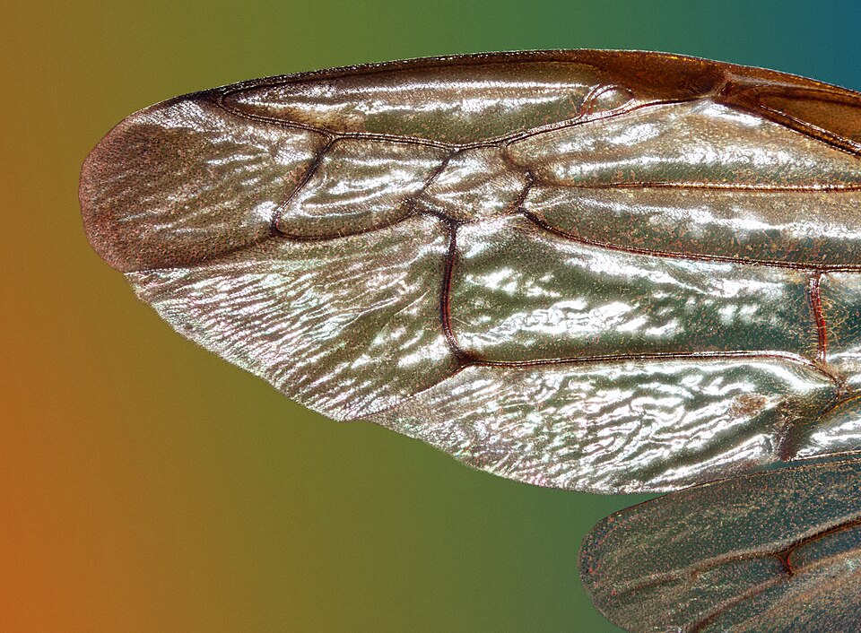 Wasp wings