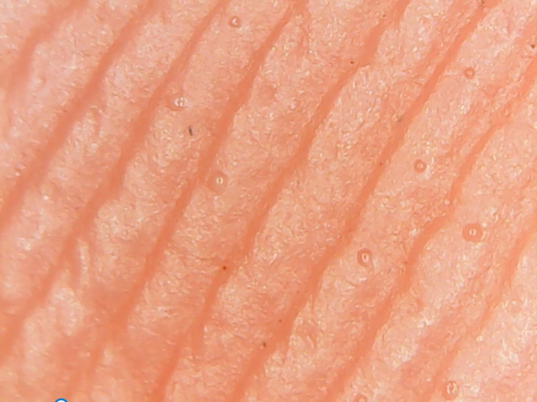 Fingerprint under a microscope