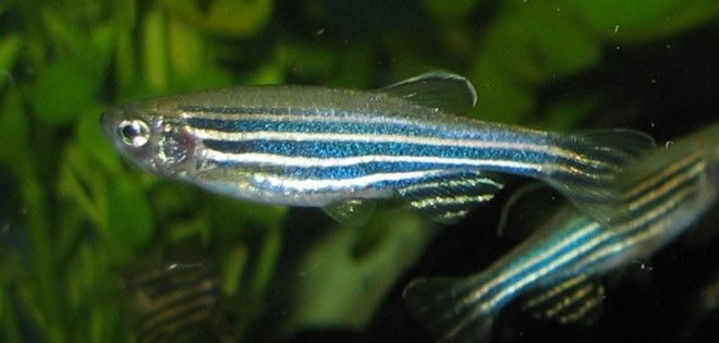 Blue-and-white striped fish in water