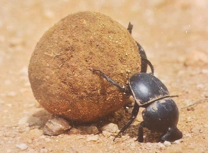 dung beetle rolling dung