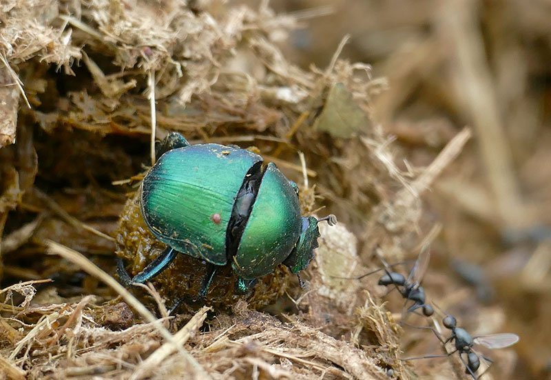 green dung beetle on elephant dung