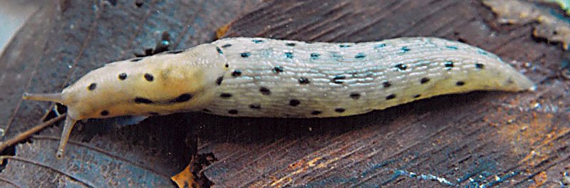 spotted slug