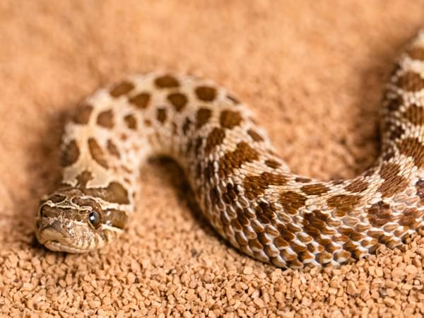 Hognose snake