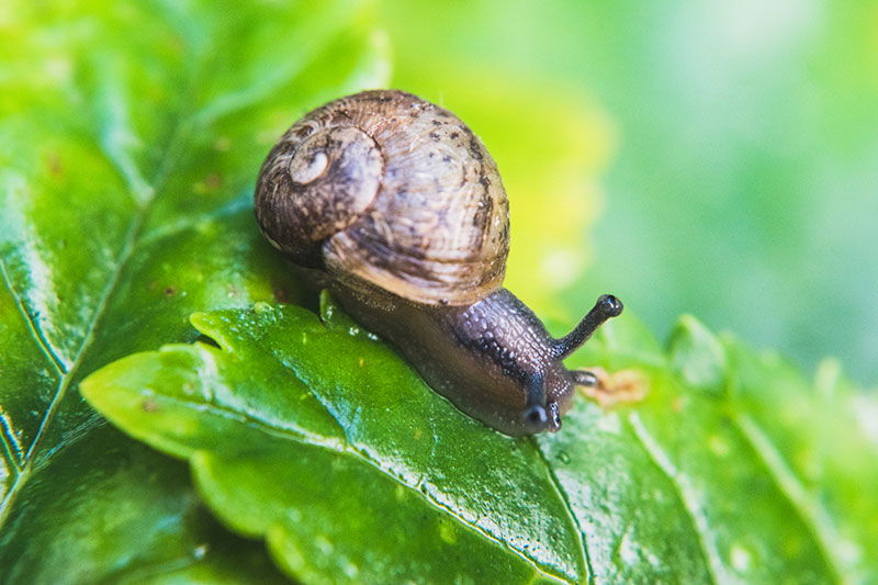 snail on leaf