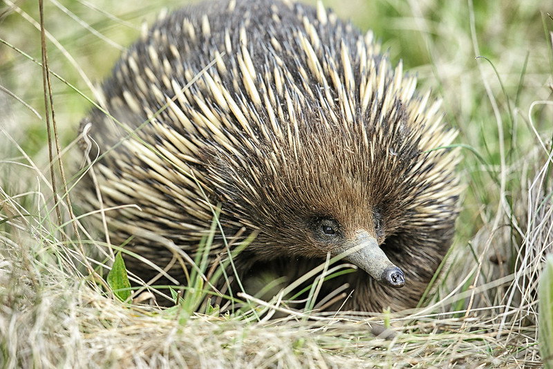 Echidna