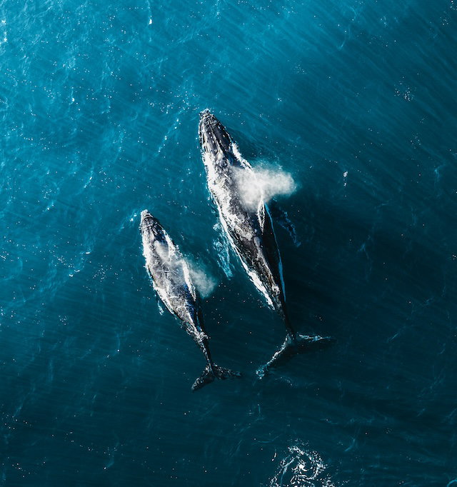 Humpback whales