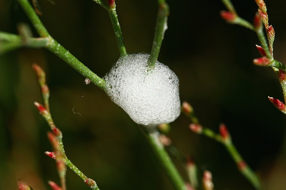 Spittlebug Foam
