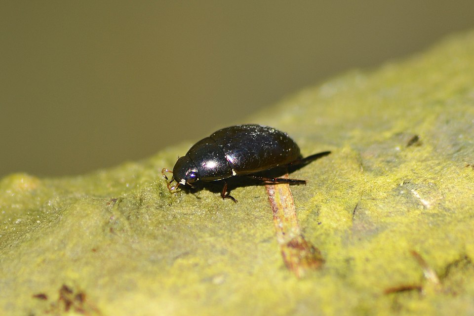Water Scavenger Beetle