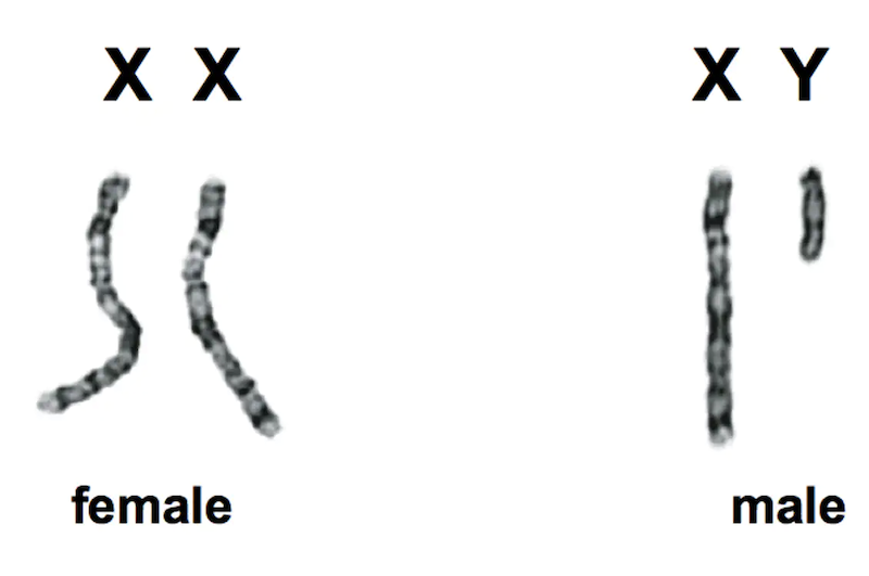 Girls (XX) and boys (XY) chromosomes