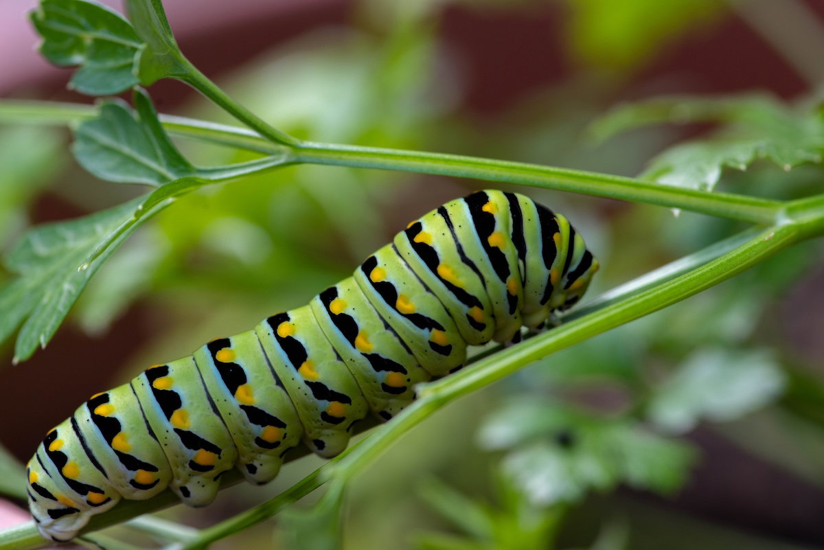 Eastern black swallowtail caterpillar