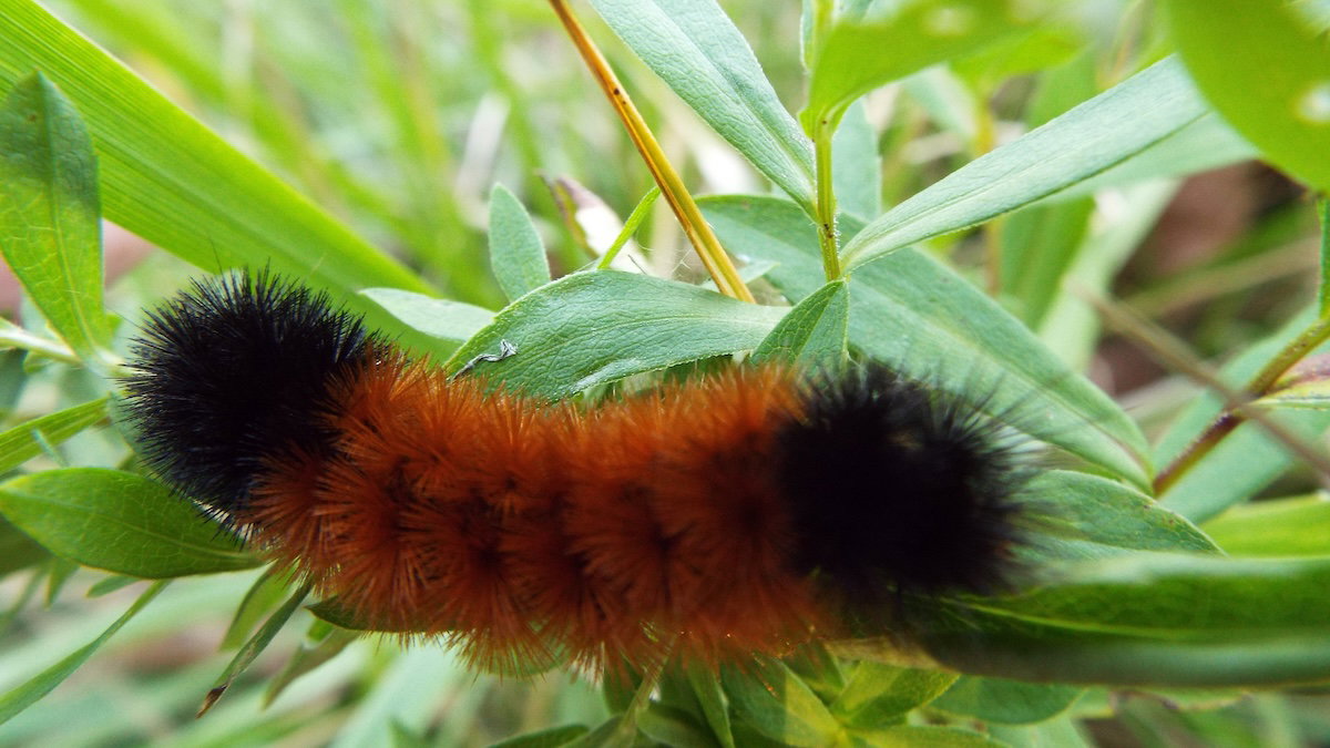 Woolly bear caterpillar