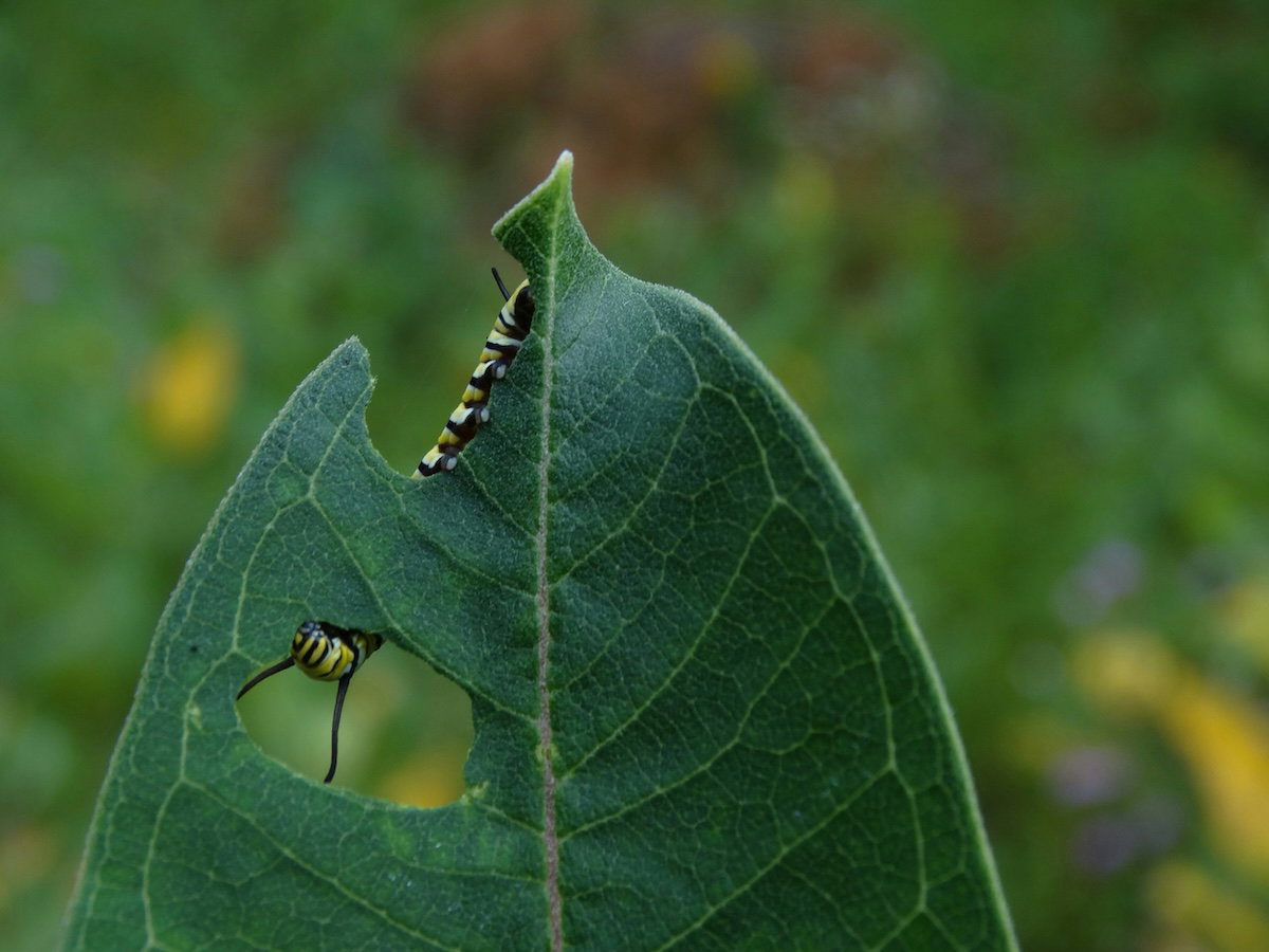 Caterpillar eating leaf