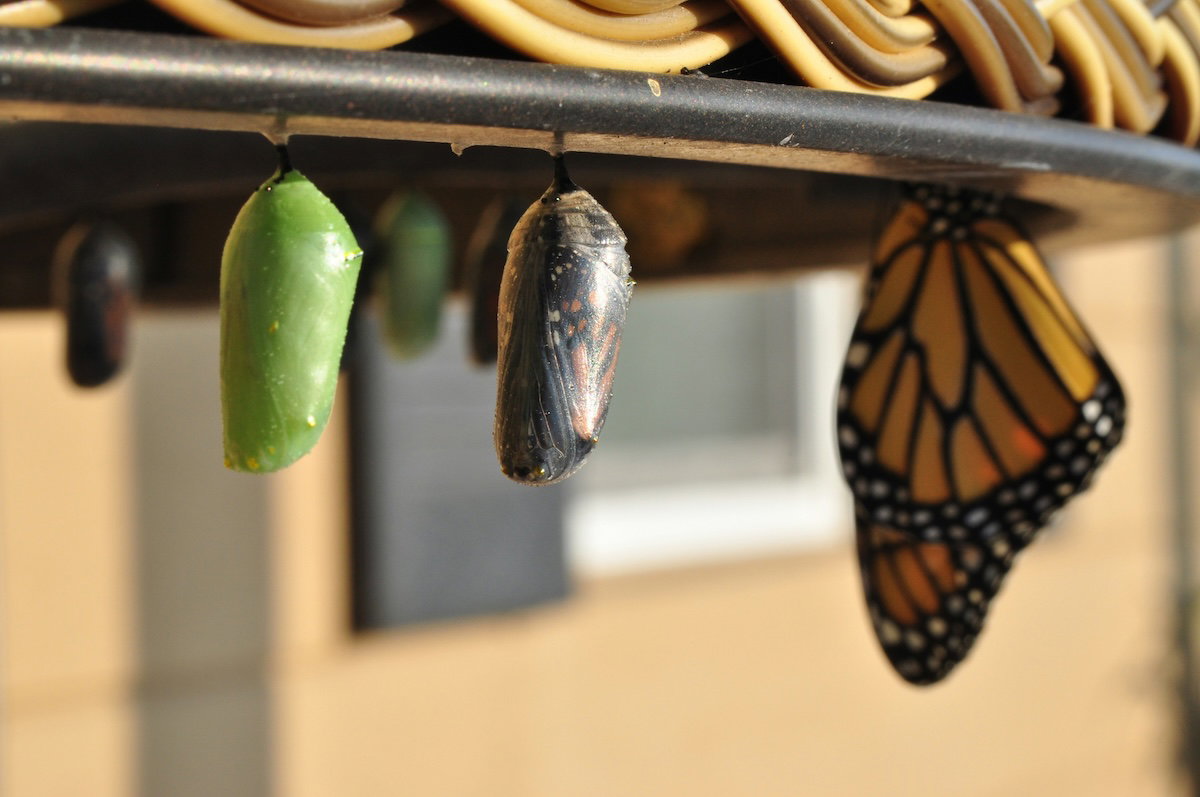 Caterpillars in cocoons