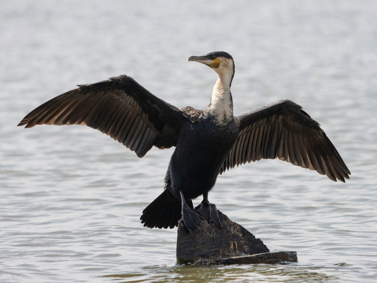 Cormorant