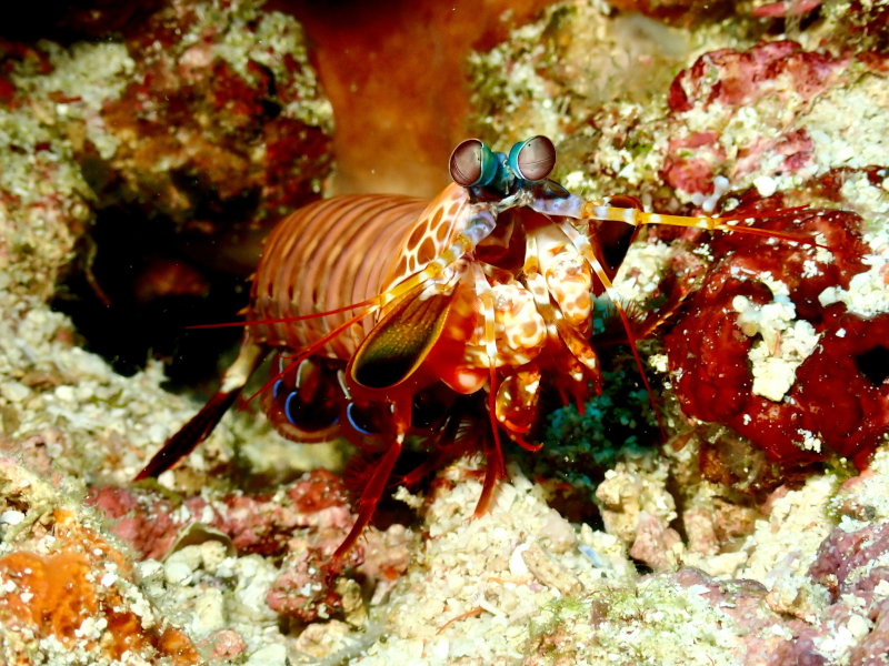 Mantis shrimp have the most cone cells of any animal that we know of.