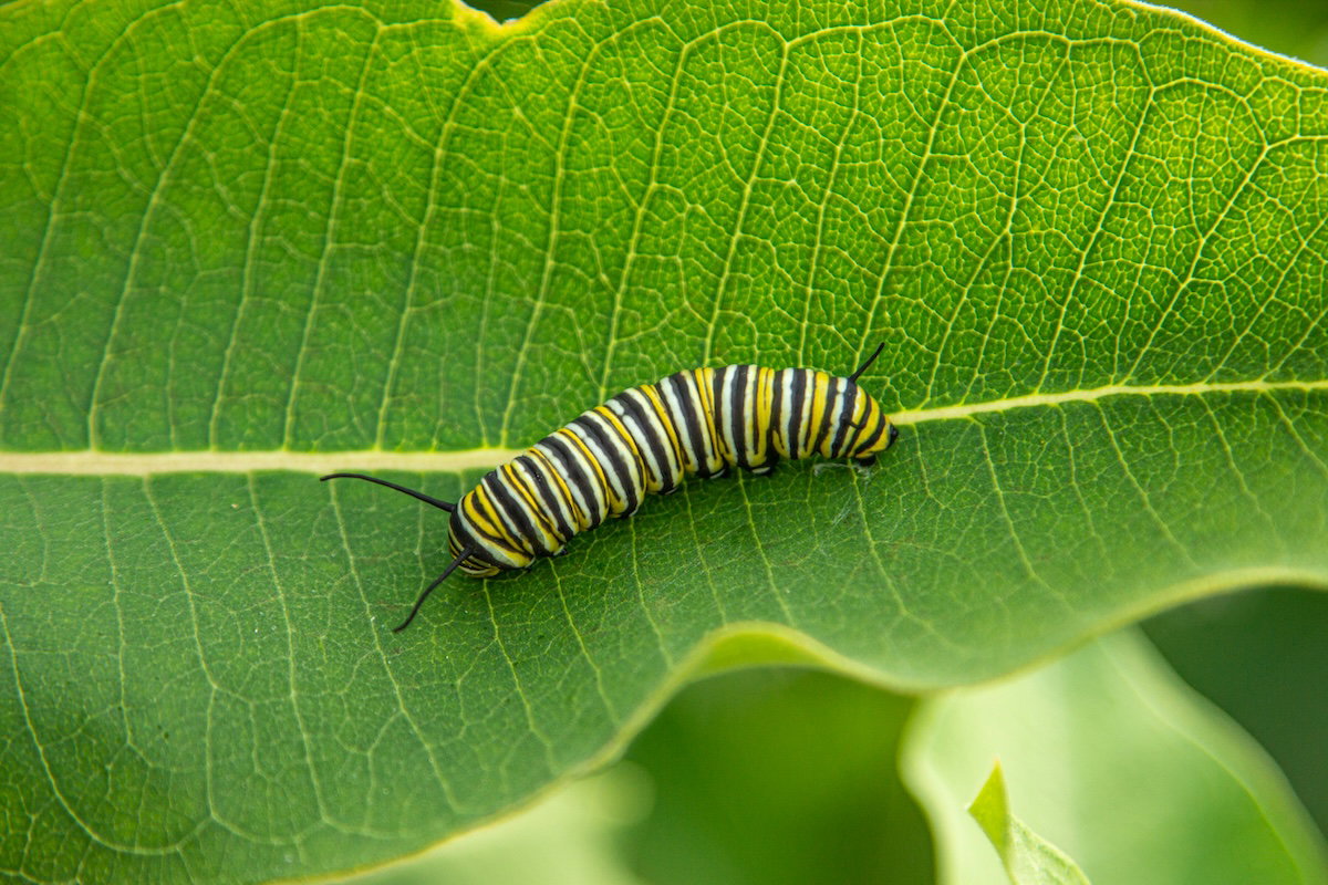 Monarch caterpillar