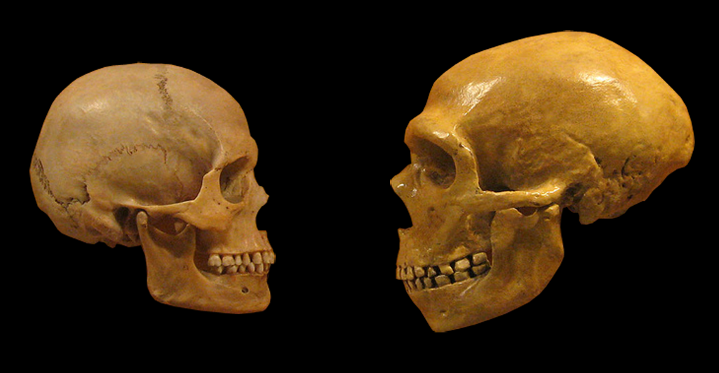 Two human skulls