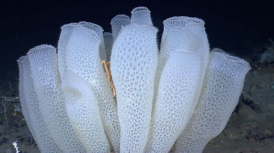 Hexactinellid sponge