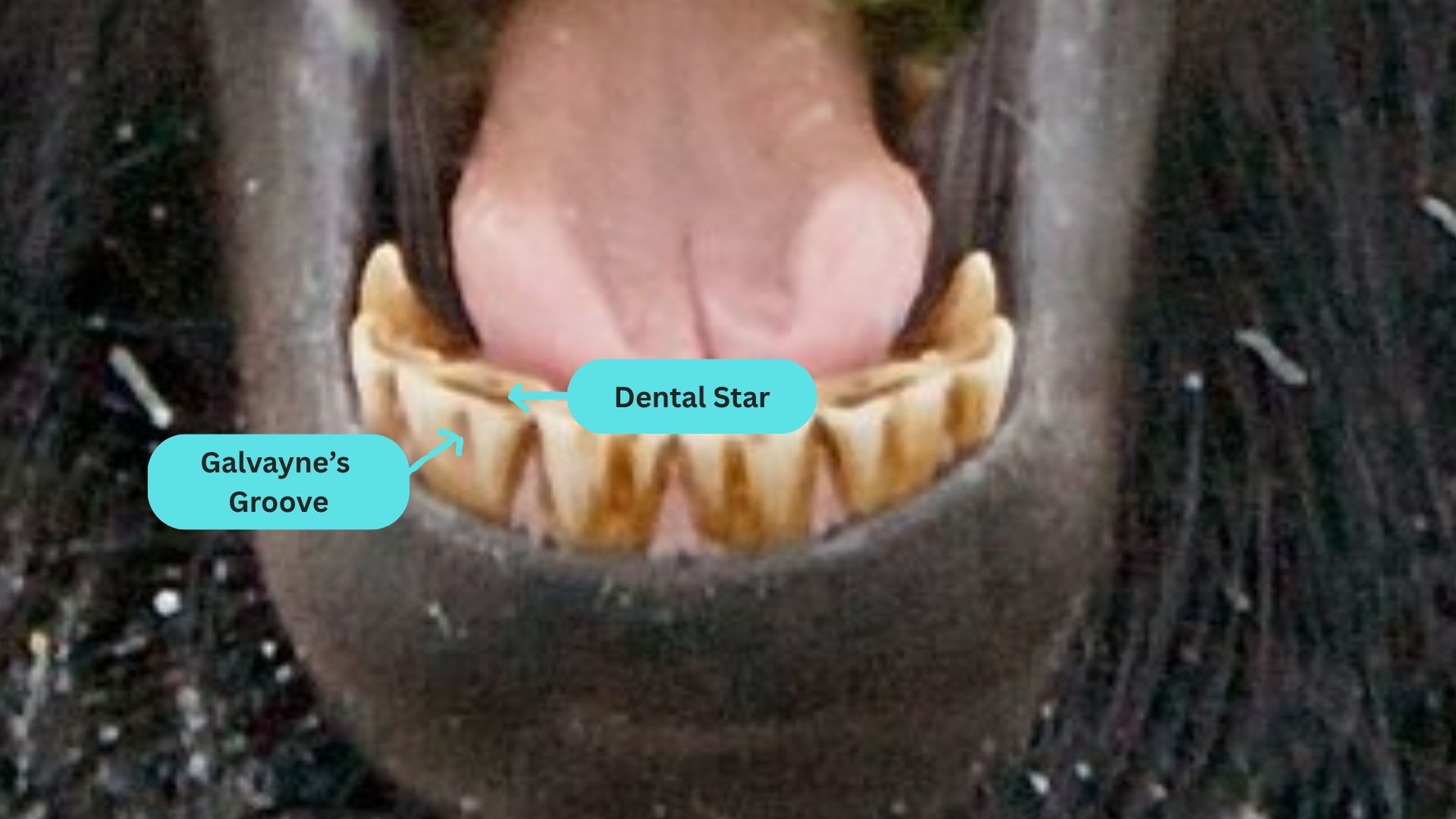 Horse teeth diagram