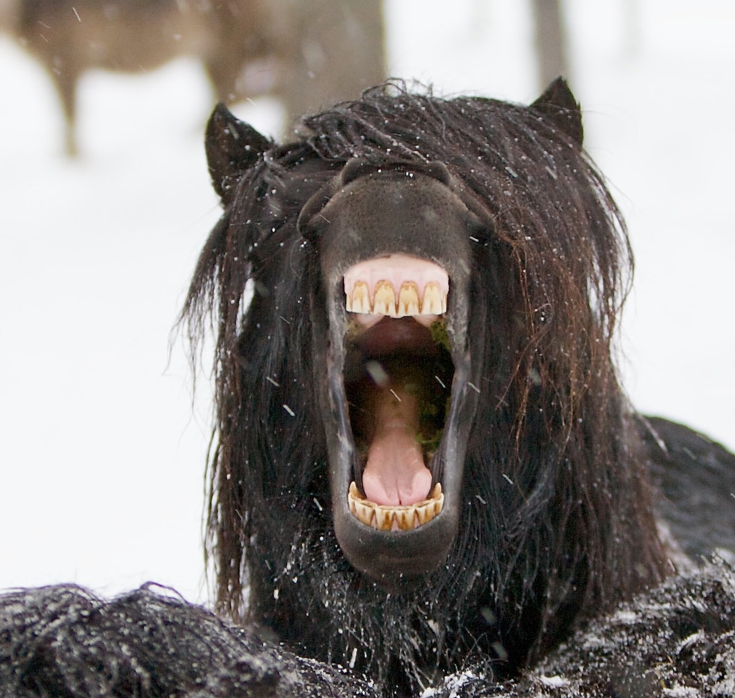 Horse yawning