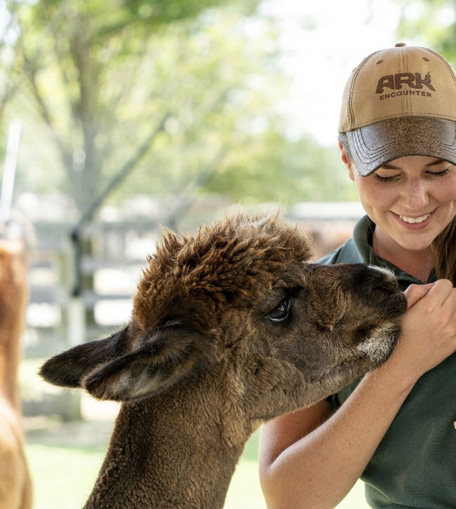 Alpaca