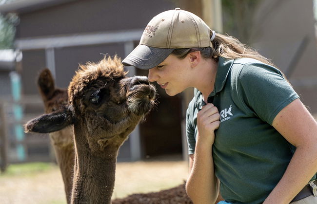 Alpaca