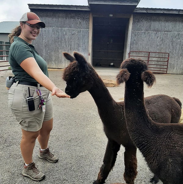 Alpacas