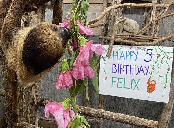 Felix’s Birthday Party