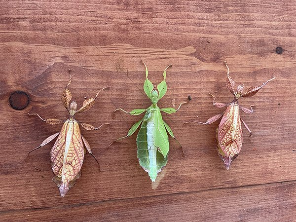 Leaf Insects