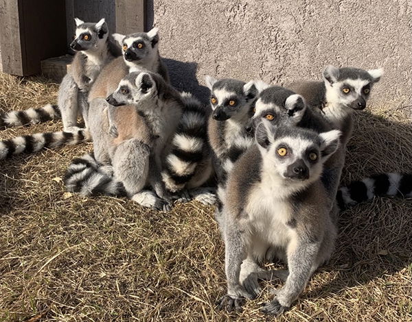 Lemurs