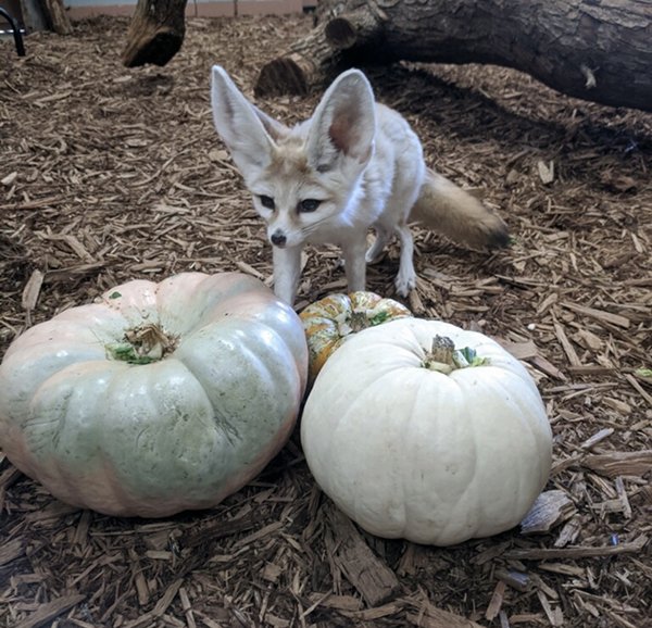 Tinker Bell the Fennec Fox