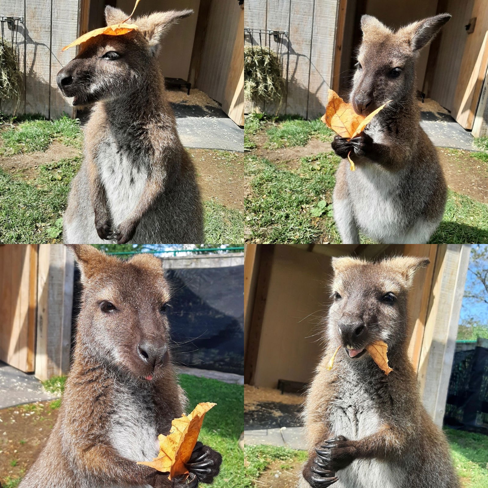 Boomer the Bennett's Wallaby