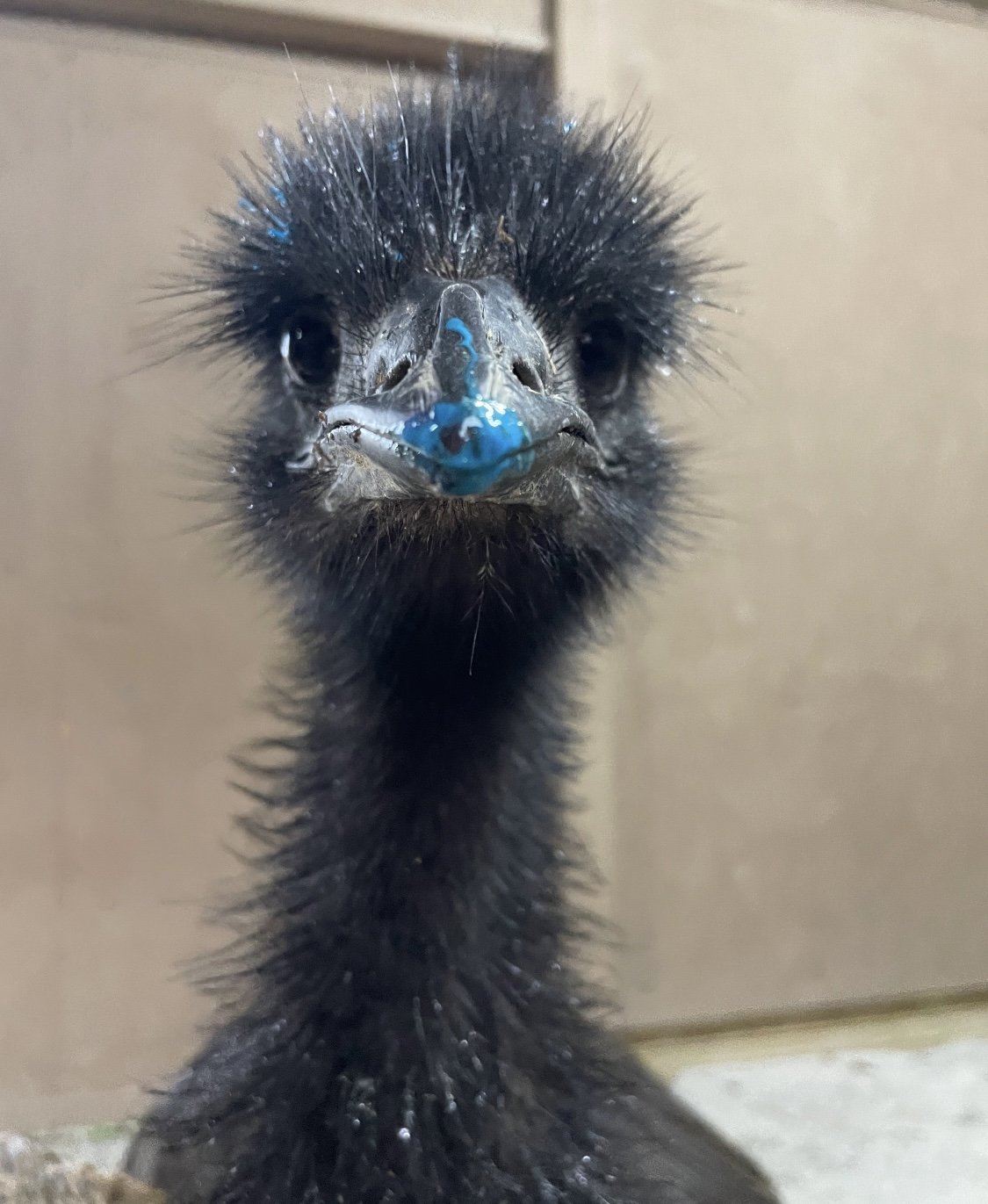 Emus Painting