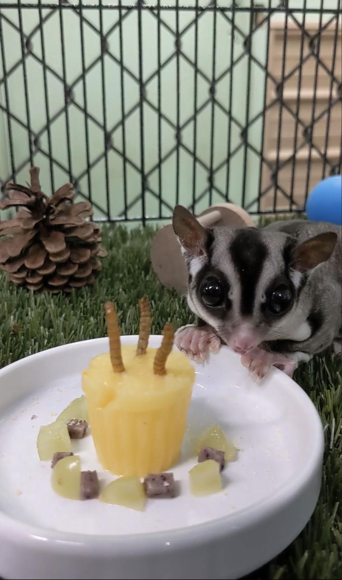 Gabriel the Sugar Glider