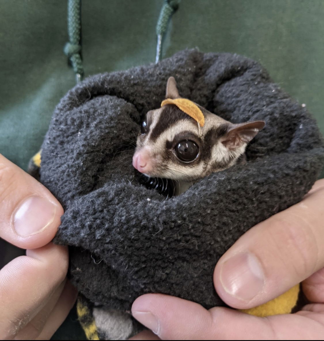 Gabriel the Sugar Glider