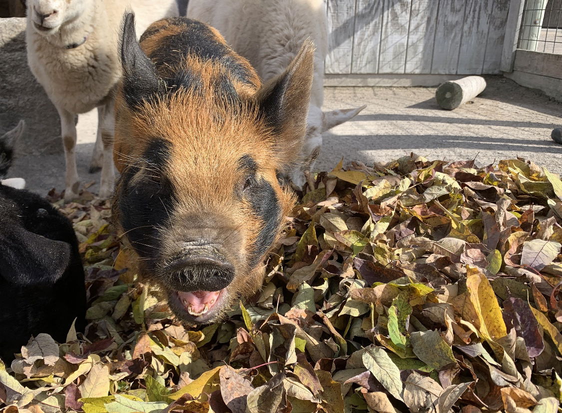 Gimli the KuneKune Pig