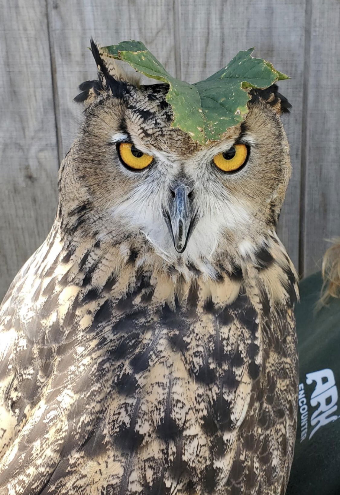 Luna the Eurasian Eagle Owl