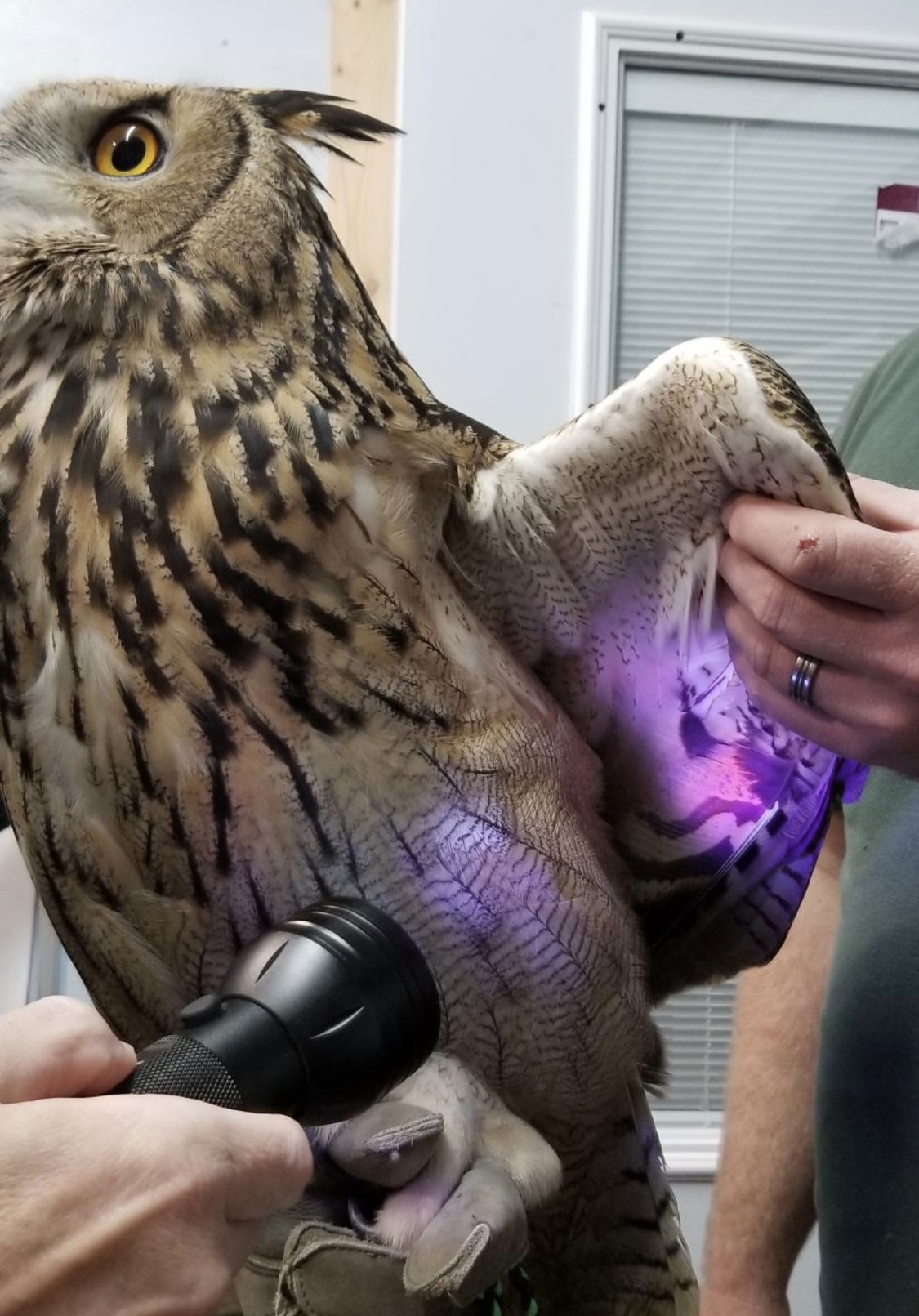 Luna the Eurasian Eagle Owl