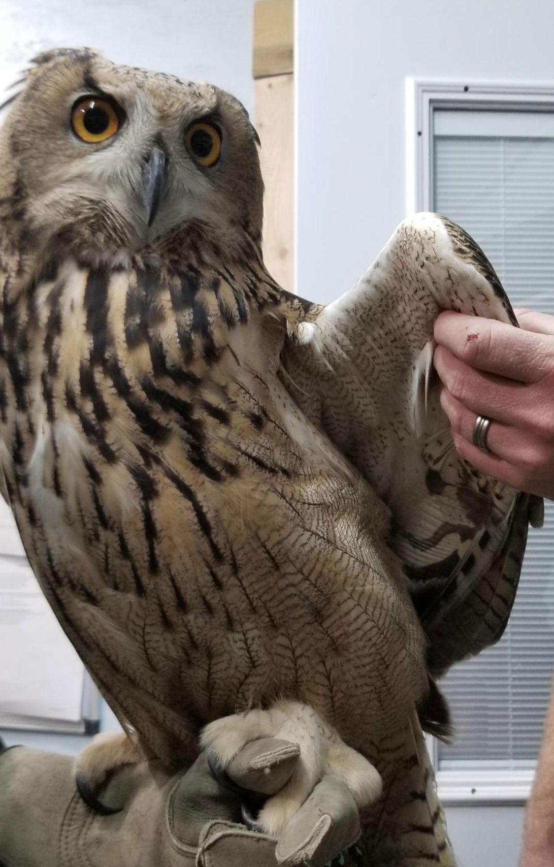 Luna the Eurasian Eagle Owl