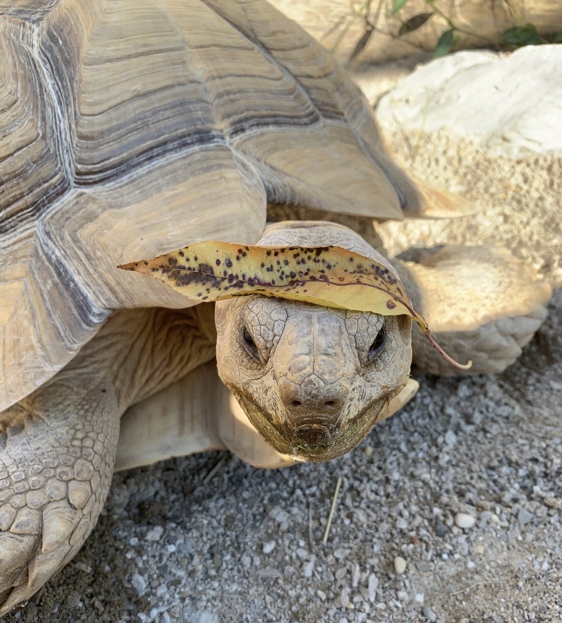 Methuselah the African Spurred Tortoise