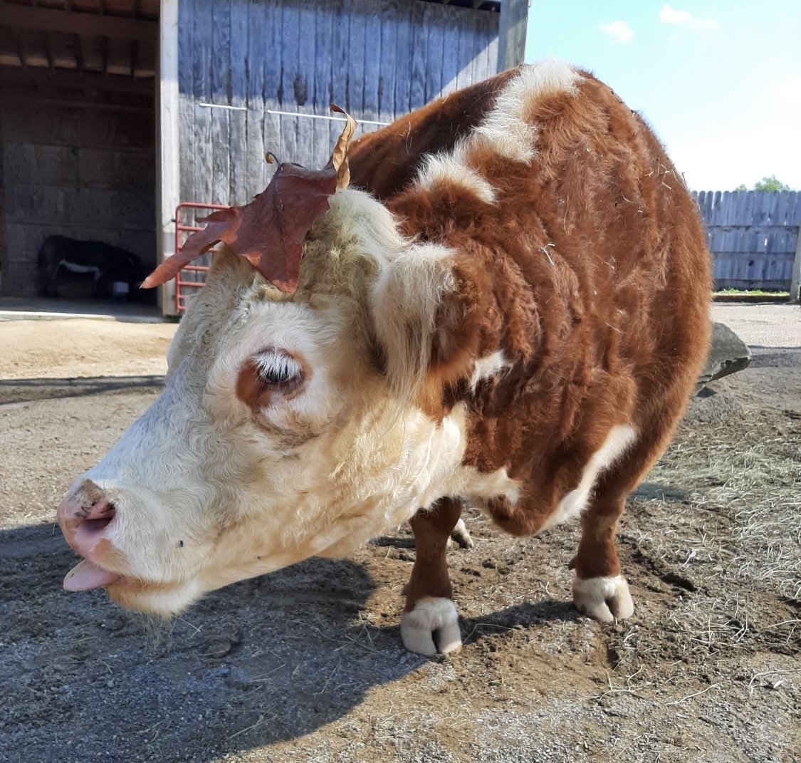 Promise the Miniature Hereford Cow