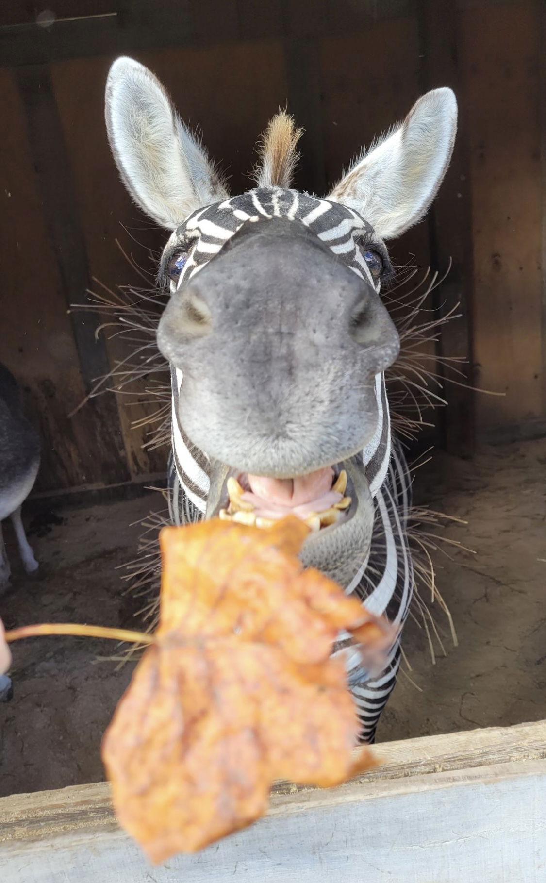 Zacchaeus the Grant's Zebra