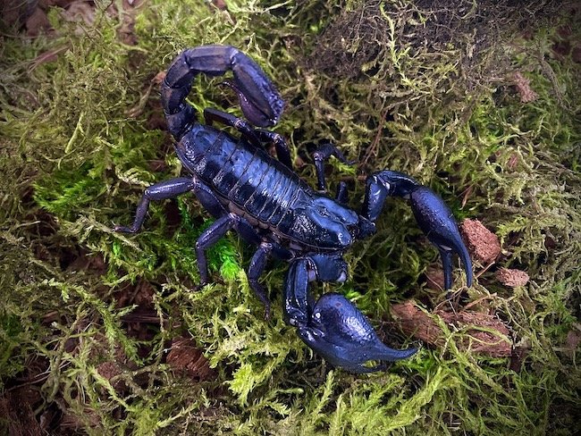 Jael the Asian Forest Scorpion