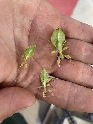 Baby Philippine Leaf Insects