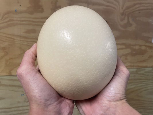 Ostrich Egg