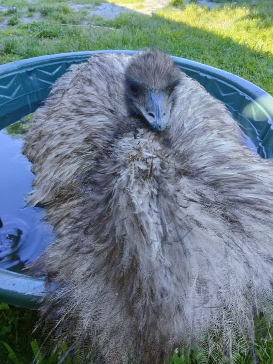 Petra the emu in a pool