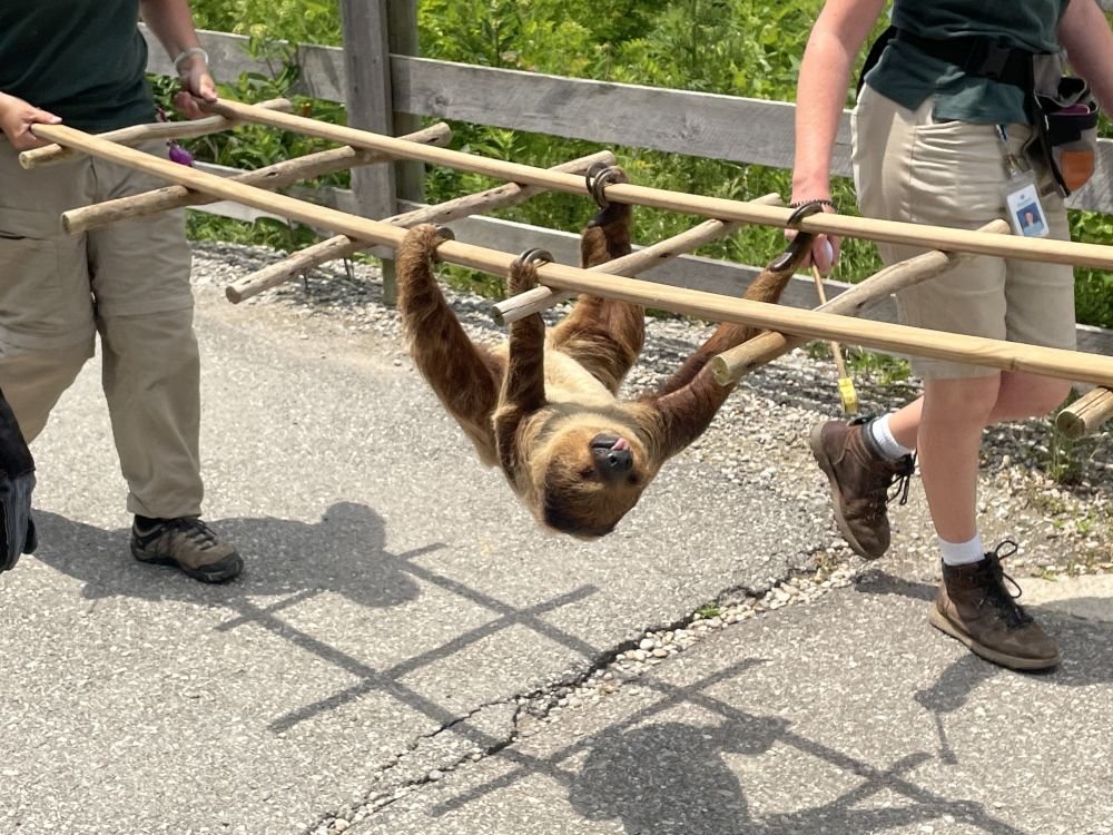 Felix the sloth on a walk