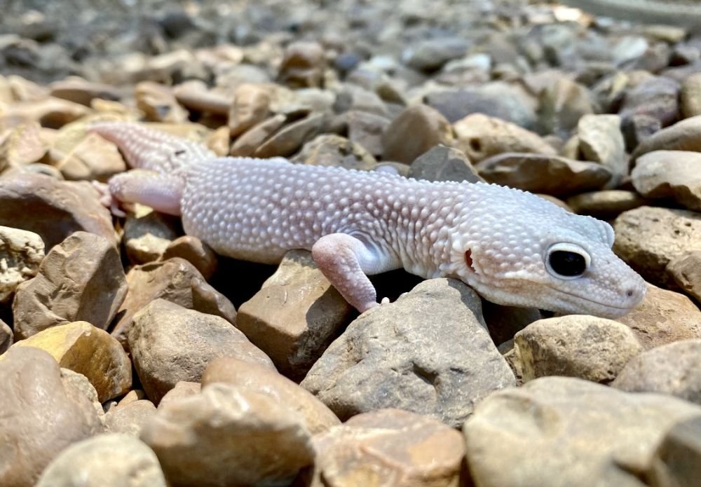 Jack the leopard gecko in good health