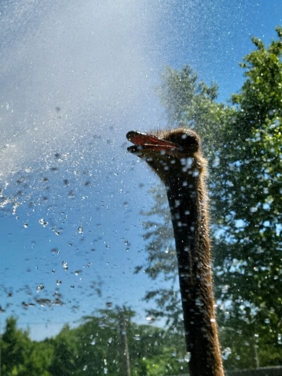 Elah the ostrich getting sprayed with a hose