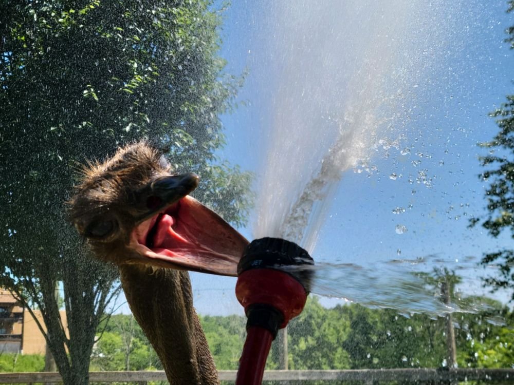 Jezreel the ostrich getting sprayed with a hose